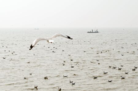 SAMUTPRAKHAN THAILAND-January 5:  An unidentified Fishermen in a boat with many seagull in the morning fog ,SAMUTPRAKHAN  Province, Thailand on January 5, 2012のeditorial素材