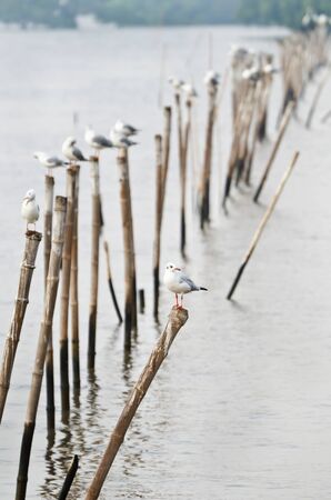 Group of seagulls holding on bamboo in Thailandの写真素材