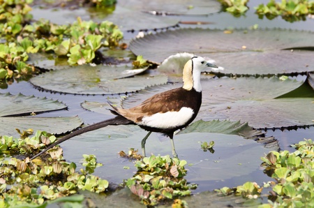 Bird (Pheasant-tailed Jacana ) on green lotusの写真素材