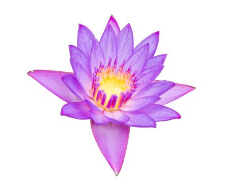 Close up of beautiful purple lotus blossom   isolated on white background, clipping path includedの写真素材