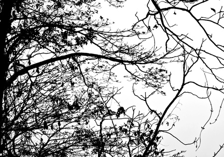 Dead Tree without leaves against white backgroundの写真素材