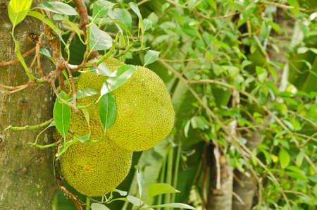 Green jackfruit on tree with leaf , Local fruit of Thailand