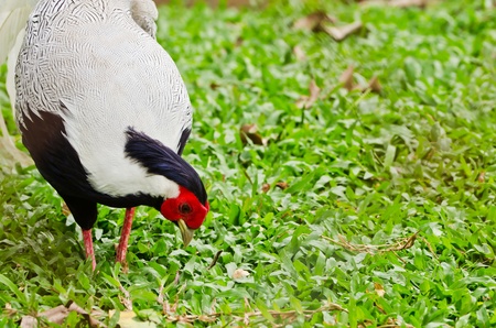 Bird  Siamese firebackの写真素材