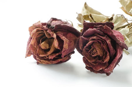 Dried rose, Dead rose on white with text areaの写真素材