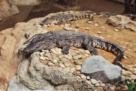 Crocodile in the pond of Thailand
