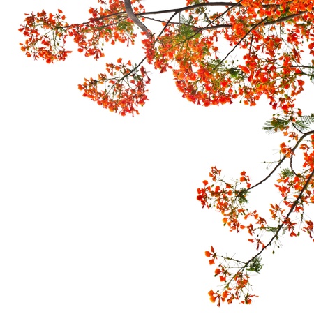 Flame Tree or Royal Poinciana Tree on white background, can be used for backgroundの写真素材