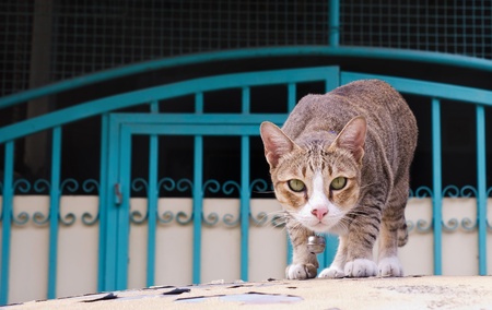 Thai cat walking on a carの写真素材