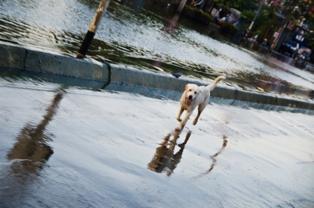NAKHON PATHOM, THAILAND - NOV 26:  dog escape from the flood  at  Utthayan road  during the worst flooding crisis  on November  26, 2011 in Nakhon Pathom, Thailandのeditorial素材