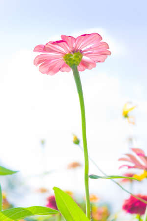 Colorful Zinnia flower in the gardenの写真素材