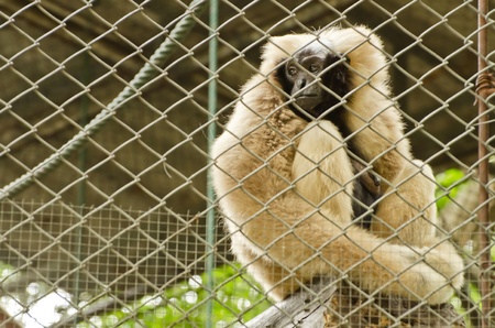 Sad Pileated gibbon   Hylobates pileatus  sit and  looking out through the cageの写真素材