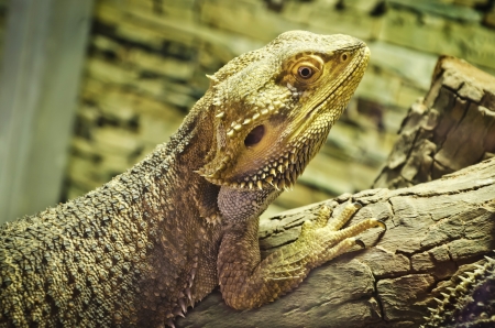 bearded dragons  pogona vitticeps  on the wood の写真素材