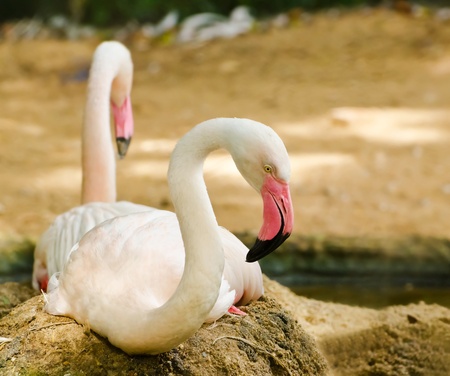 Portrait of beautiful greater flamingo  Phoenicopterus ruber roseus の写真素材