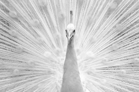 Close-up of beautiful white peacock with feathers out. Processed with black and white style.の写真素材