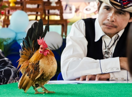 NAKHON PATHOM THAILAND-JANUARY 12  Unknown judges referee Serama at the contest on January 12, 2014  in Nakhon Pathom, THAILAND  Serama bantam is the smallest breed of chicken in the world のeditorial素材