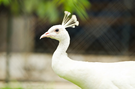 Close-up of beautiful white peacock の写真素材