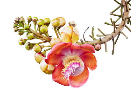 Closeup of Cannonball tree or Couroupita guianensis isolated on white .の写真素材