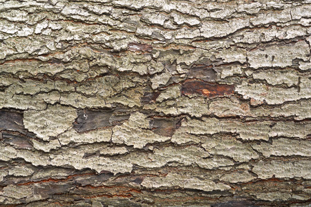 bark of tree texture  in nature, can be used for background