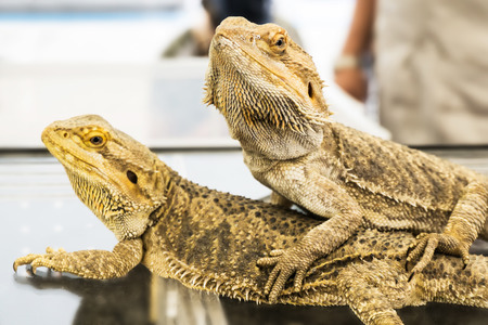 Closeup of  Bearded Dragon (Pogona vitticeps), very shallow depth of field.