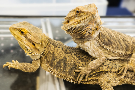 Closeup of  Bearded Dragon (Pogona vitticeps), very shallow depth of field.の写真素材