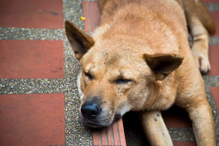 homeless stray dog sleeping on the streetの写真素材