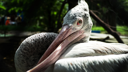 Side view of Pelican cross-billed deformity, Twisted mouth.の写真素材