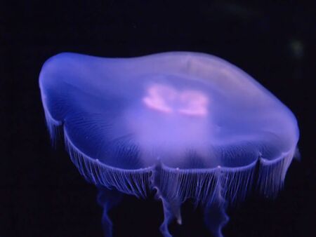 Jellefish in a tankの写真素材