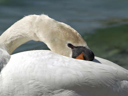 Swan restingの写真素材