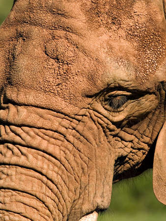Closeup of an elephant headの写真素材