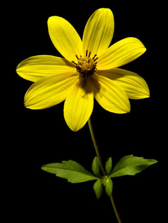 A small yellow flower on a black backgroundの写真素材