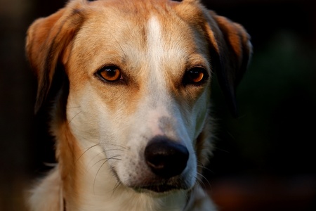 Look of a dog