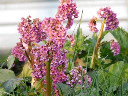 Bergenia crassifolia, also known as the European Bergenia, is a species of flowering plant in the family Bergenaceae.の写真素材