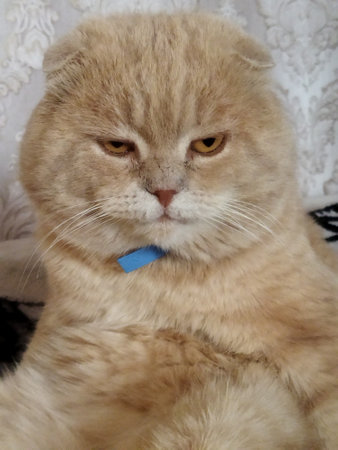 British Shorthair cat with a blue bow on his neck.の写真素材