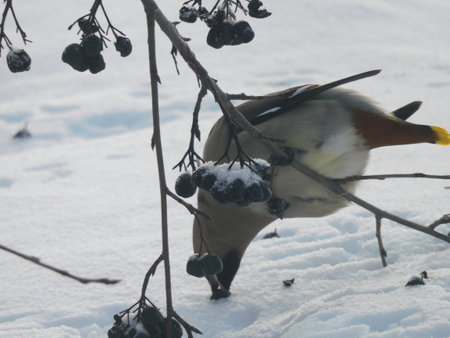Hawfinch eating a berry on a branch in the snowの写真素材