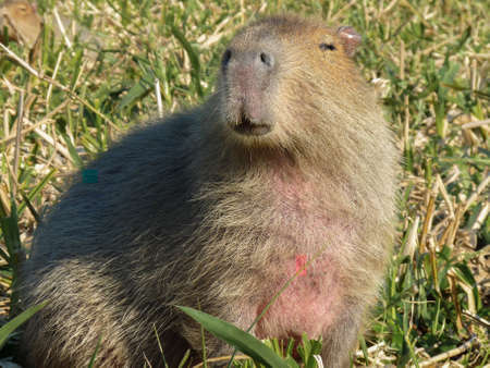 Big southamerican rodent on the grass