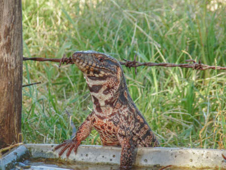 Big lizard on the rock