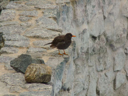 Little brown bird
