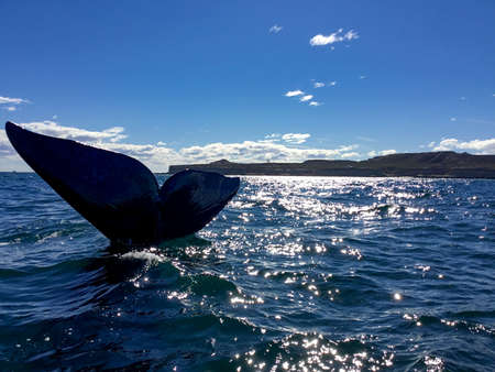 Whale in the seaの写真素材