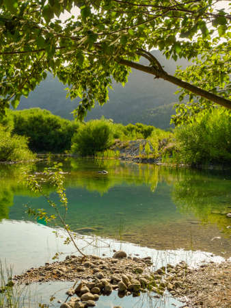 Tree over the lake