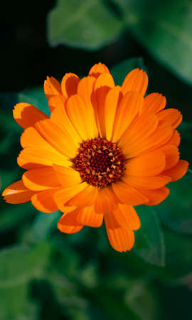 macro calendula orange flower aerial view