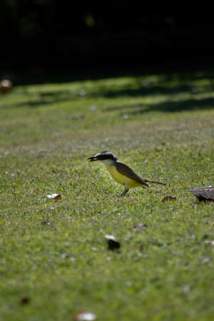 Little yellow bird eatingの写真素材