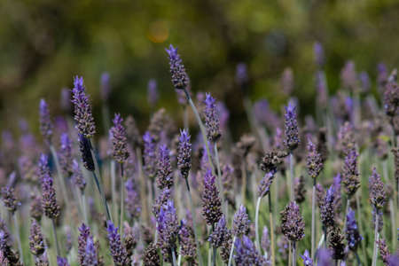 Little group of lavender