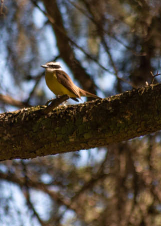 Little yellow bird in the pine