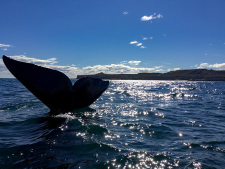 Humpback Whale tail in the ocean, Falkland Islands.の写真素材