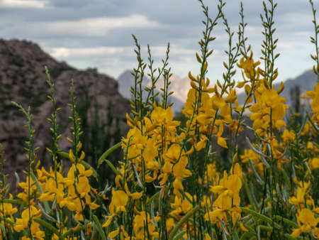 Yellow flowers in the meadow on the background of the mountains.の写真素材