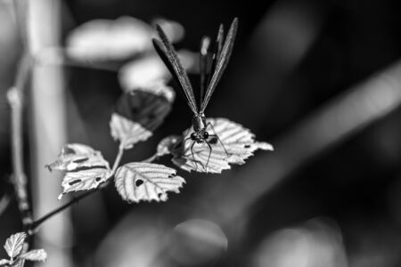 Dragonfly on a leafの写真素材