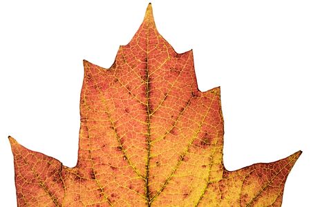 Leaf macro closeup