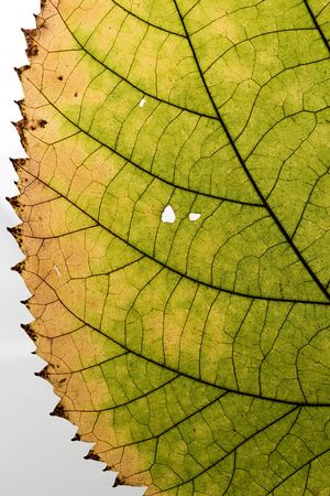 Leaf macro closeupの写真素材
