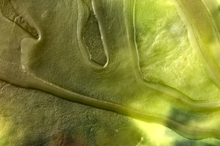 Wax macro closeup