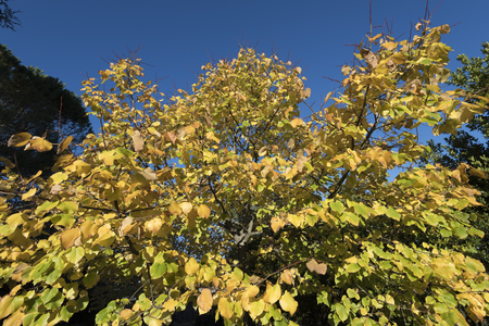 yellow tree leavesの写真素材