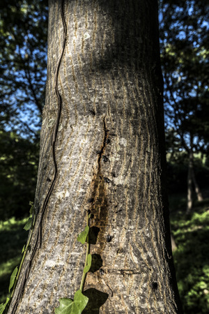 tree trunk close upの写真素材